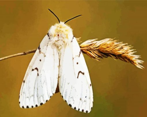 Gypsy Moth But Terfly paint by numbers