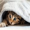 Little Cute Cat In A Blanket paint by numbers