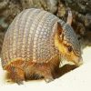 Little Armadillo Animal paint by numbers