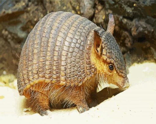 Little Armadillo Animal paint by numbers