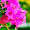 Adorable Pink Bougainvilea Flower paint by numbers
