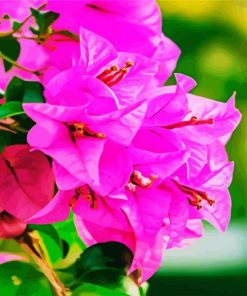 Adorable Pink Bougainvilea Flower paint by numbers
