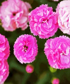 Adorable Pink Carnation paint by numbers
