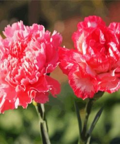 Pink Carnation Flower paint by numbers