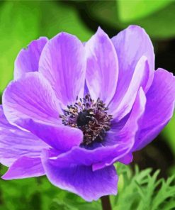 Purple Anemone Flower Close Up paint by numbers