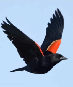 Red Winged Blackbird paint by number