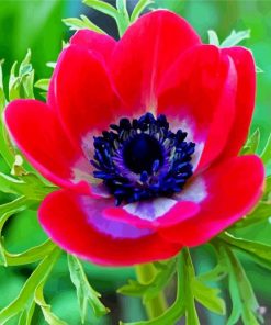Aesthetic Red Anemones Flower paint by numbers