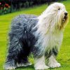 Cute Sheepdog Puppy paint by numbers