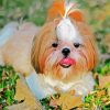 Shih Tzu Dog Animal paint by numbers