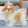 Shih Tzu Dog White Dog paint by numbers