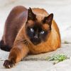 SIamese Cat Pet paint by numbers