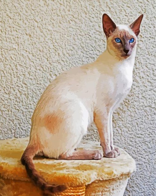 Aesthetic Siamese Kitten paint by numbers