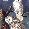 Snowy Owl By John James Audubon paint by numbers
