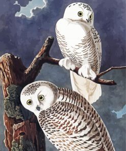 Snowy Owl By John James Audubon paint by numbers