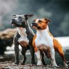 Two Staffordshire Bull Dogs paint by numbers