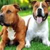 Staffordshire Bull Dogs Animals paint by numbers