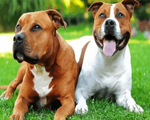 Staffordshire Bull Dogs Animals paint by numbers