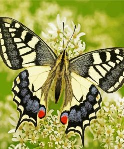 Swallowtail Insect paint by numbers