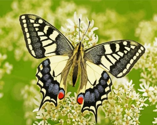 Swallowtail Insect paint by numbers