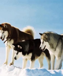 The Alaskan Malamute Dogs paint by numbers