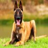 The Malinois Dog Animal paint by numbers