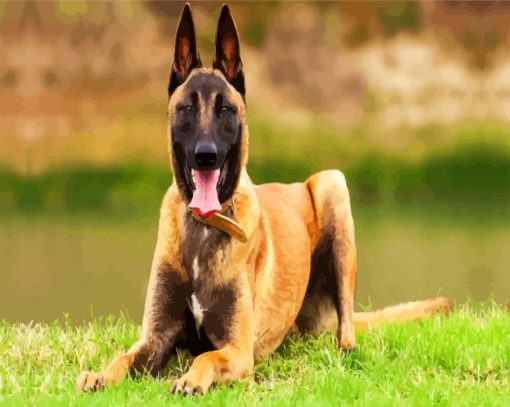 The Malinois Dog Animal paint by numbers
