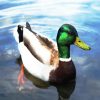 The Mallard Duck Floating paint by numbers