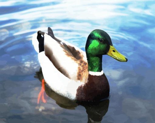 The Mallard Duck Floating paint by numbers