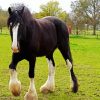 The Shire Horse Running paint by numbers