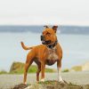 Staffordshire Bull Dog In The Beach paint by numbers