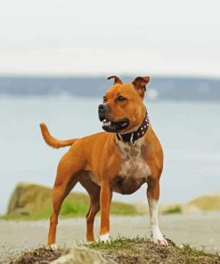 Staffordshire Bull Dog In The Beach paint by numbers