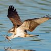 The Osprey Bird Flying paint by numbers
