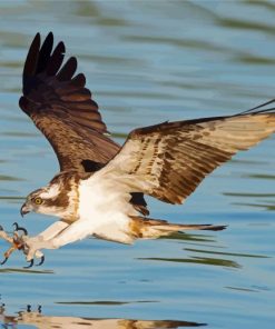 The Osprey Bird Flying paint by numbers