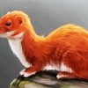 Weasel Animal paint by numbers