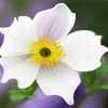 Aesthetic White Anemones Flower paint by numbers