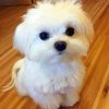 Adorable Bichon Puppy paint by numbers