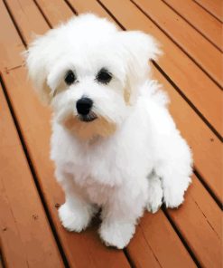 White Bichon Puppy paint by numbers
