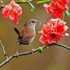 Wren On Flowers paint by number