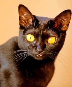 Yellow Eyed Bombay Cat Animal paint by numbers