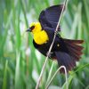 Yellow Headed Blackbird On A Branch paint by number
