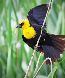 Yellow Headed Blackbird On A Branch paint by number