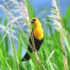 Yellow Headed Blackbird paint by number