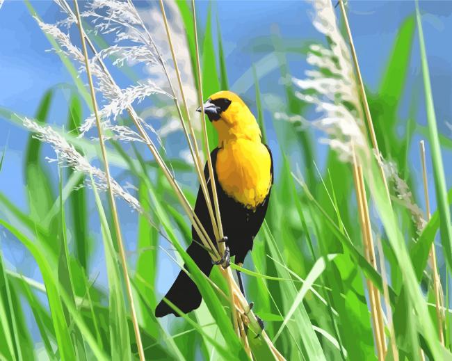 Yellow Headed Blackbird paint by number