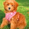 Adorable Golden Cavapoo paint by numbers