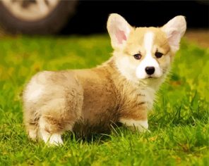 Adorable Corgis Pet Animal paint by numbers