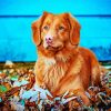 Adorable Toller Animal paint by numbers