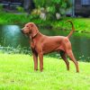 Aesthetic Brown Coonhound Dog paint by numbers