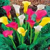 Aesthetic Colorful CaLa Lily Flowers paint by numbers
