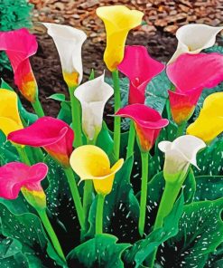 Aesthetic Colorful CaLa Lily Flowers paint by numbers