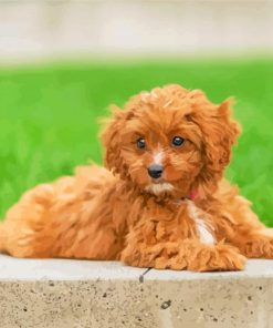 Aesthetic Cavapoo Dog paint by numbers